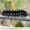 euphydryas aurinia1 larva6 salatau1